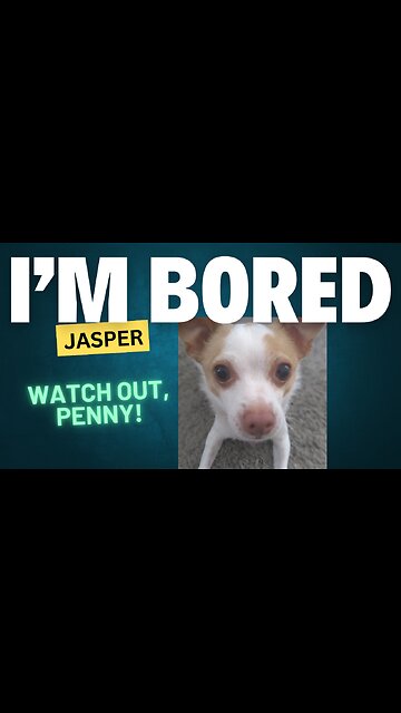 Jasper's BORED! Watch out, PENNY!