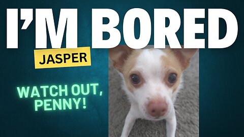 Jasper's BORED! Watch out, PENNY!
