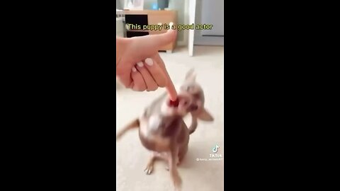 Cute and funny animals video