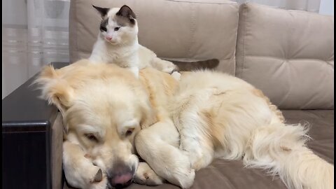 Golden Retriever Attacked by Kitten