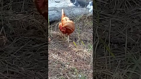 animal Harmony