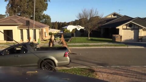 wild kangaroo street fight Aussie style-1