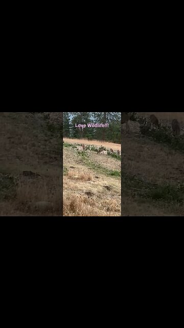 I LOVE WILDLIFE!! #nature #wildlife #nativeamericanflute #music