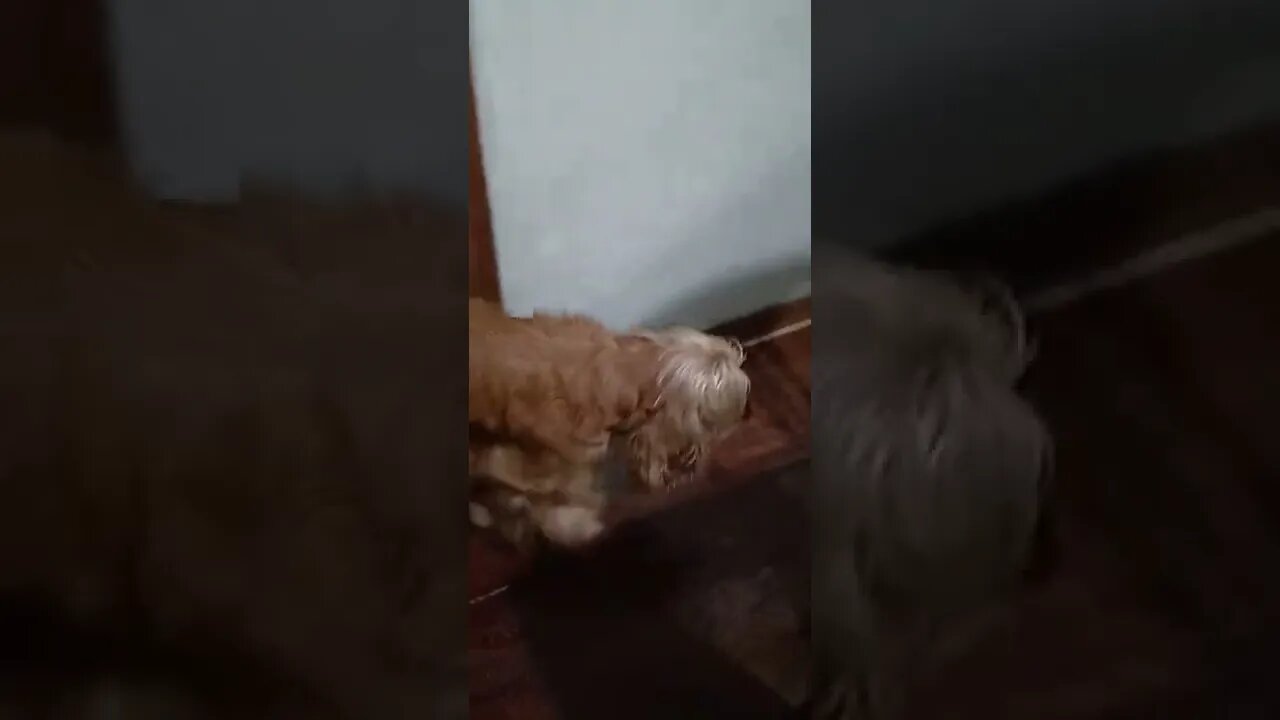 dog , shorts