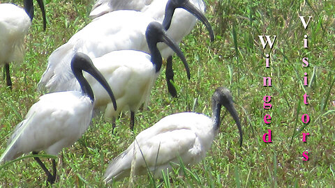 Winged Visitors at Nakappuzha