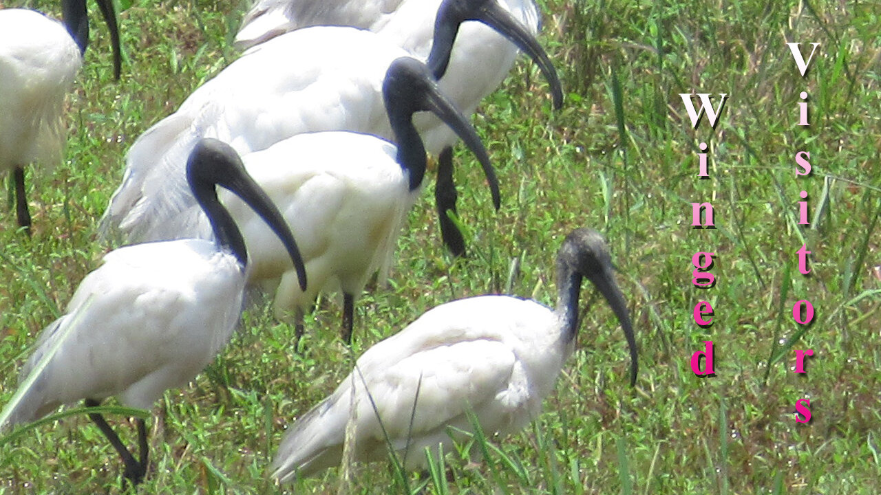 Winged Visitors at Nakappuzha