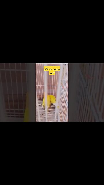 زوجين من طائر الروز