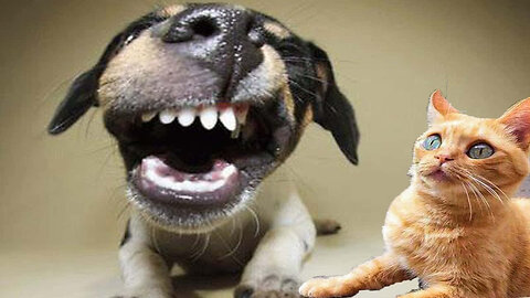 Funny Cats & Dogs moments 😹