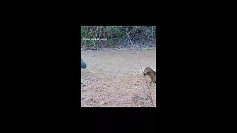 Scary Animals