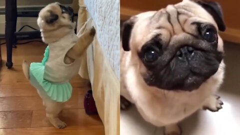 Funniest and Cutest Pug Dog Videos Compilation