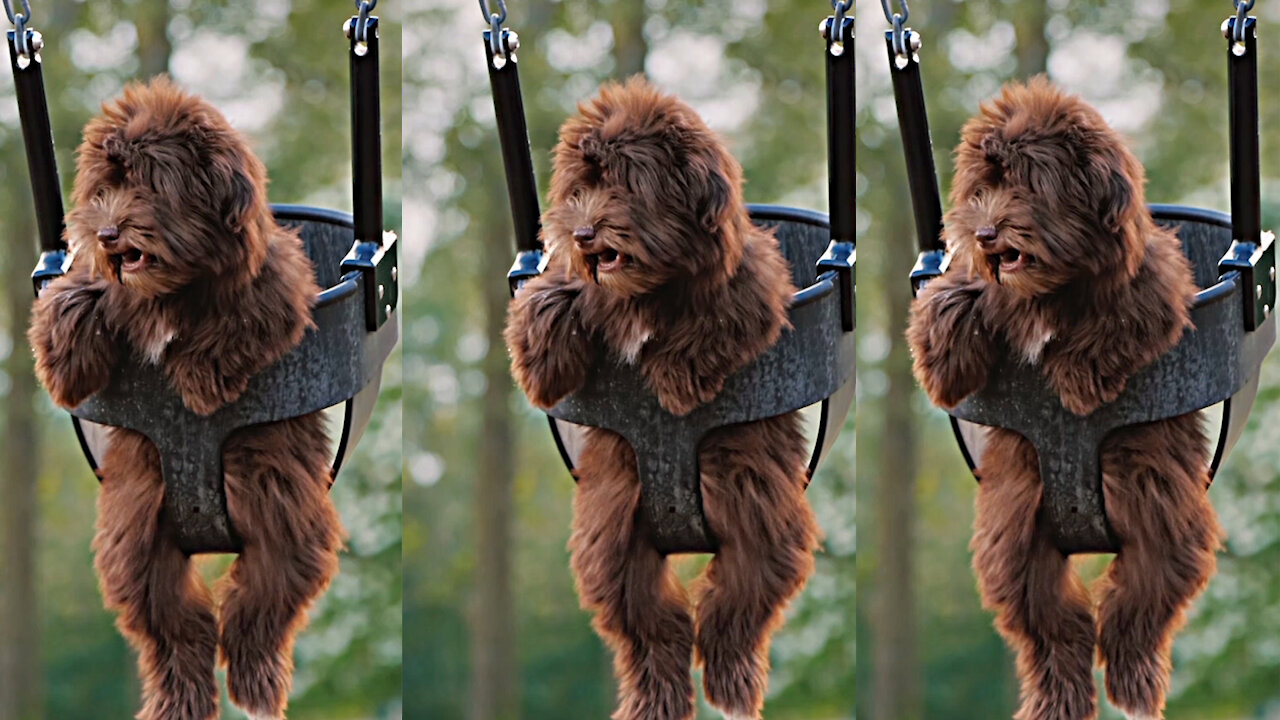 Funny Dog Riding on a Swing for the Kids on the Playground