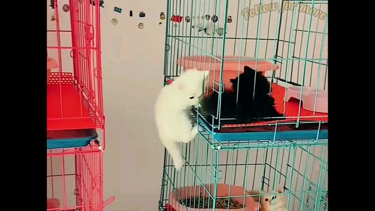 cutest kitten 👌🙀amezing video