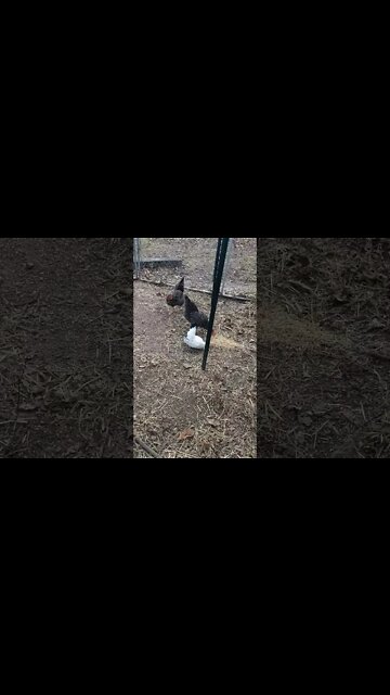 The Hens Eating Scratch Grains - Redneck Ramblings