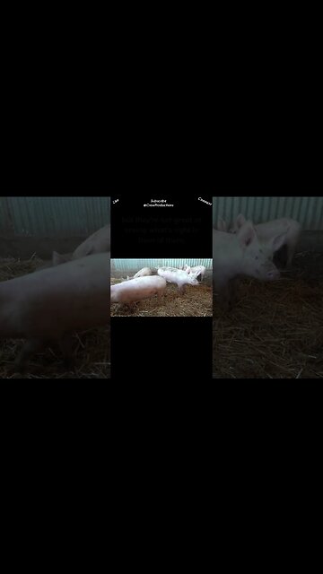 Pigs Have Crummy Vision but a Great Sense of Smell #pig #shorts