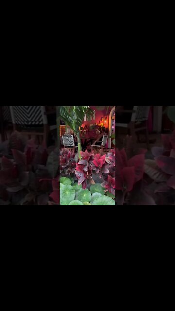 Cuaxiote Restaurant Comala Mexico #best