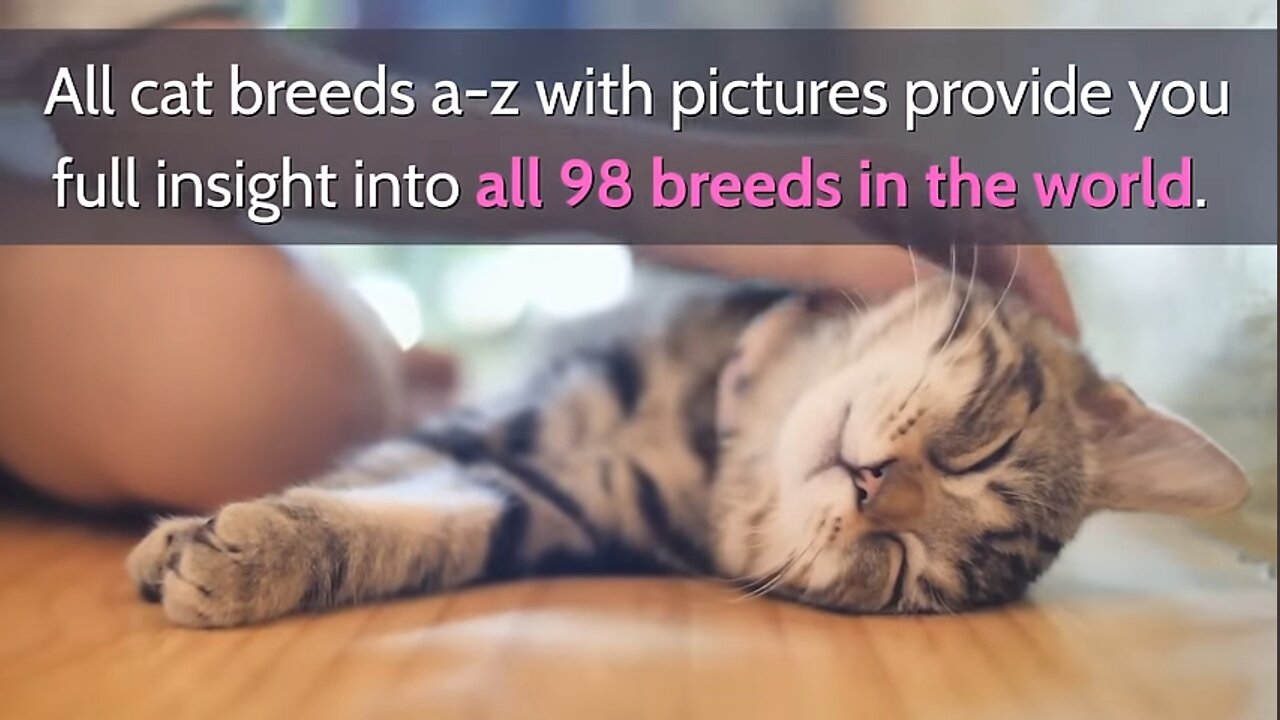 All Cat Breads A-Z With Pictures!