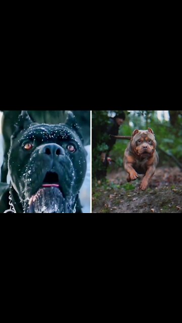 Cane Corso vs American Bully