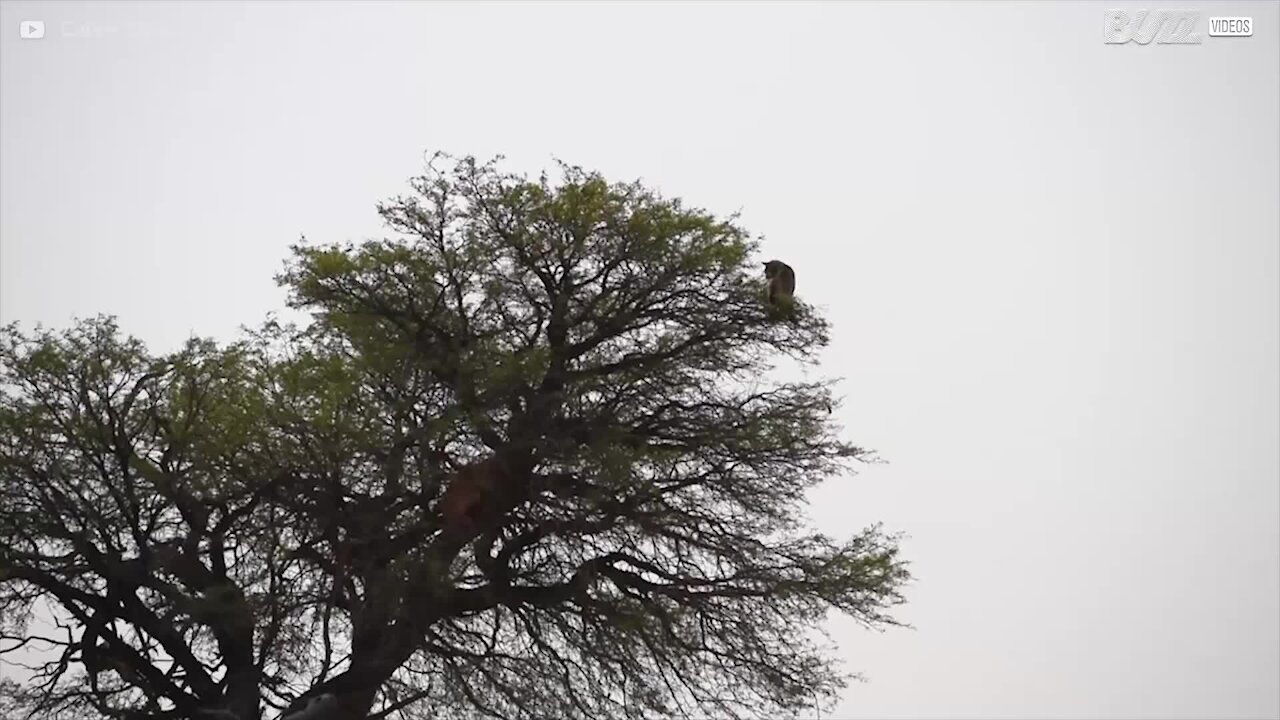 Si les chats ont 9 vies, celui-ci vient d'en gâcher une!