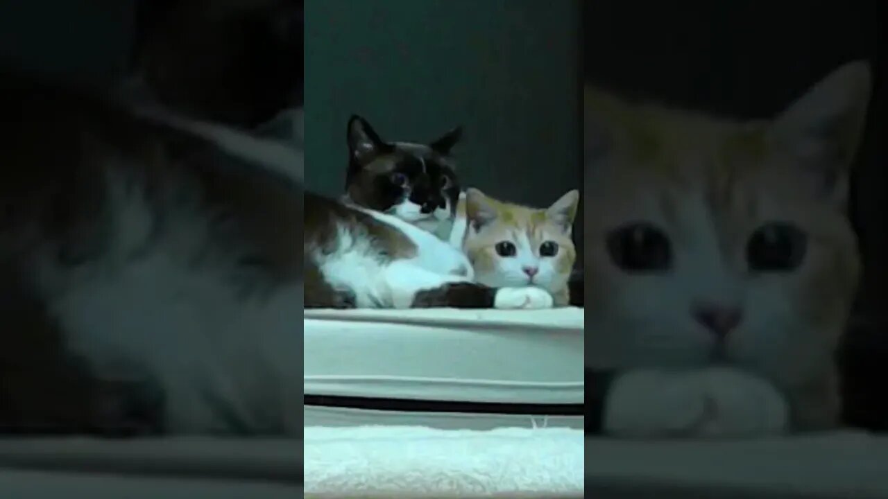 作戦会議#猫 #cats #cat #catsoftiktok
