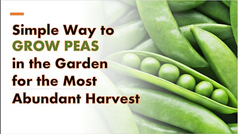 Simple Way to GROW PEAS in the Garden for the Most Abundant Harvest