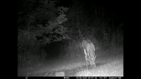 Buck Deer 10-06-2024