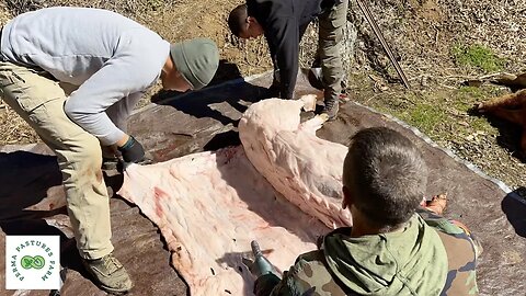 Gutting and Skinning Pigs that are TOO BIG to Hang