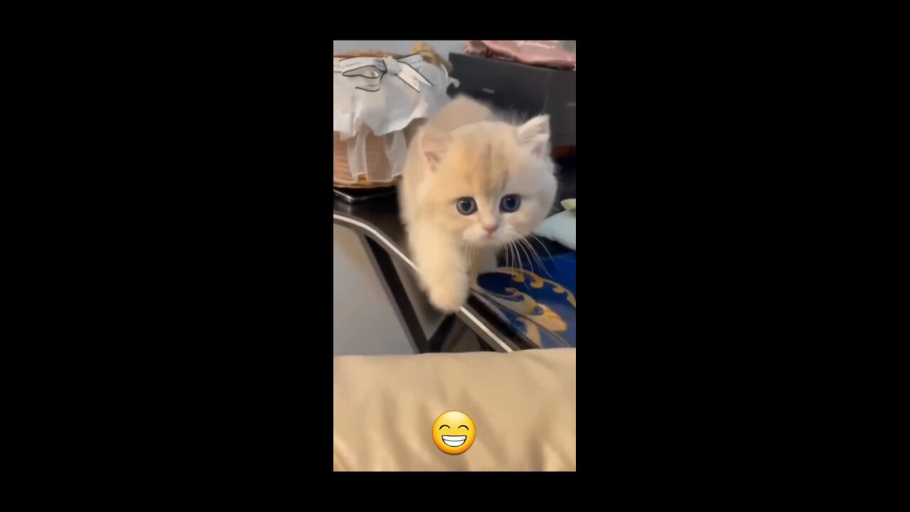 Funny Cat 😂