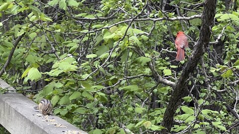 Chipmunk and male Cardinal