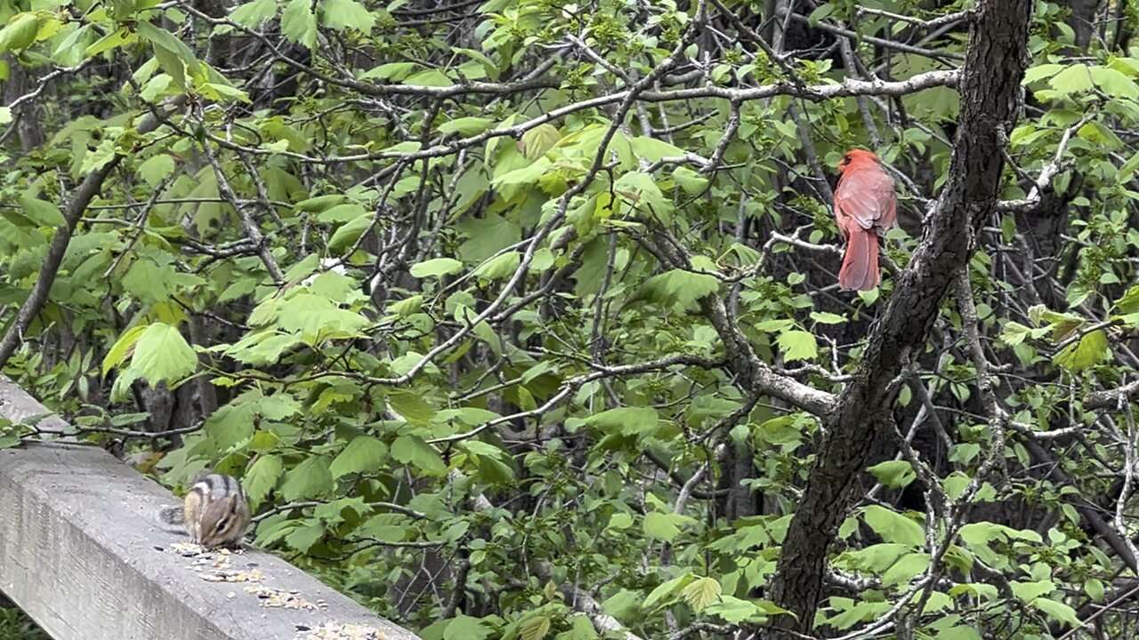 Chipmunk and male Cardinal