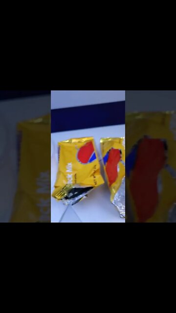 Ares service dog Jack Russell on flight