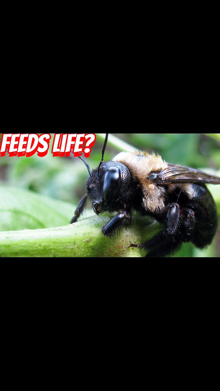 How important are bees in nature 