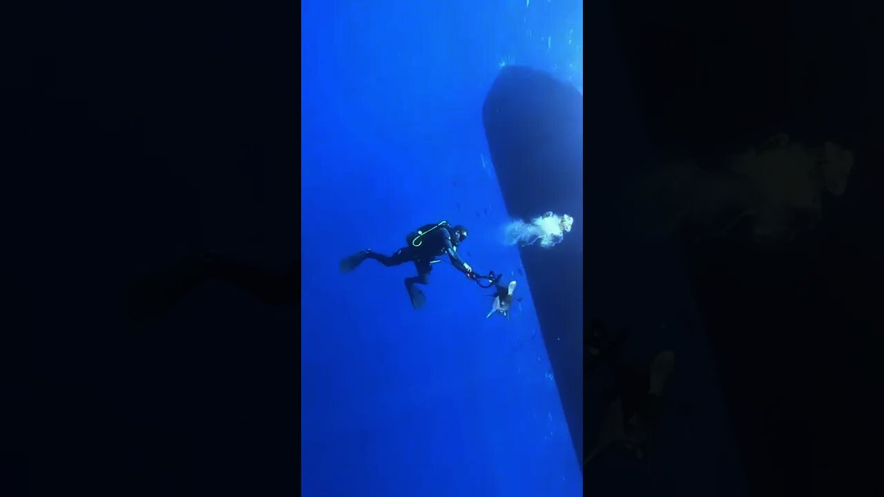 Scuba diver has close encounter with ocean's top predator