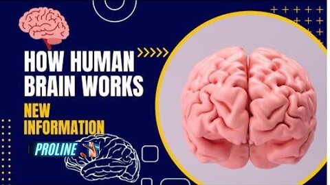 The Human Brain | Educational Videos for Kids