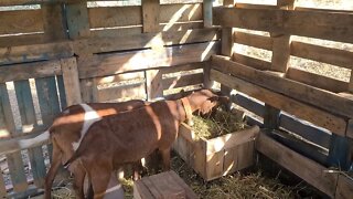 Happy goats munching away on a Sunday morning.