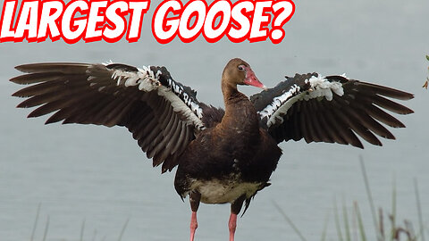 How Fast IS The Spur-winged goose?