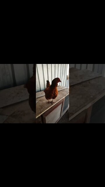 Chook chook is off her eggs but Forest is still looking after them she has a lot to say