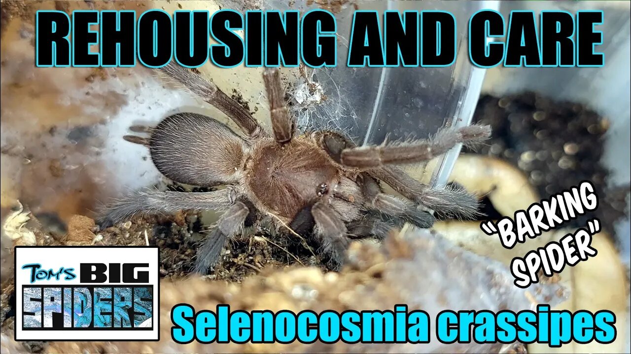 Selenocosmia crassipes Eunice "Barking Spider" Rehouse and Care