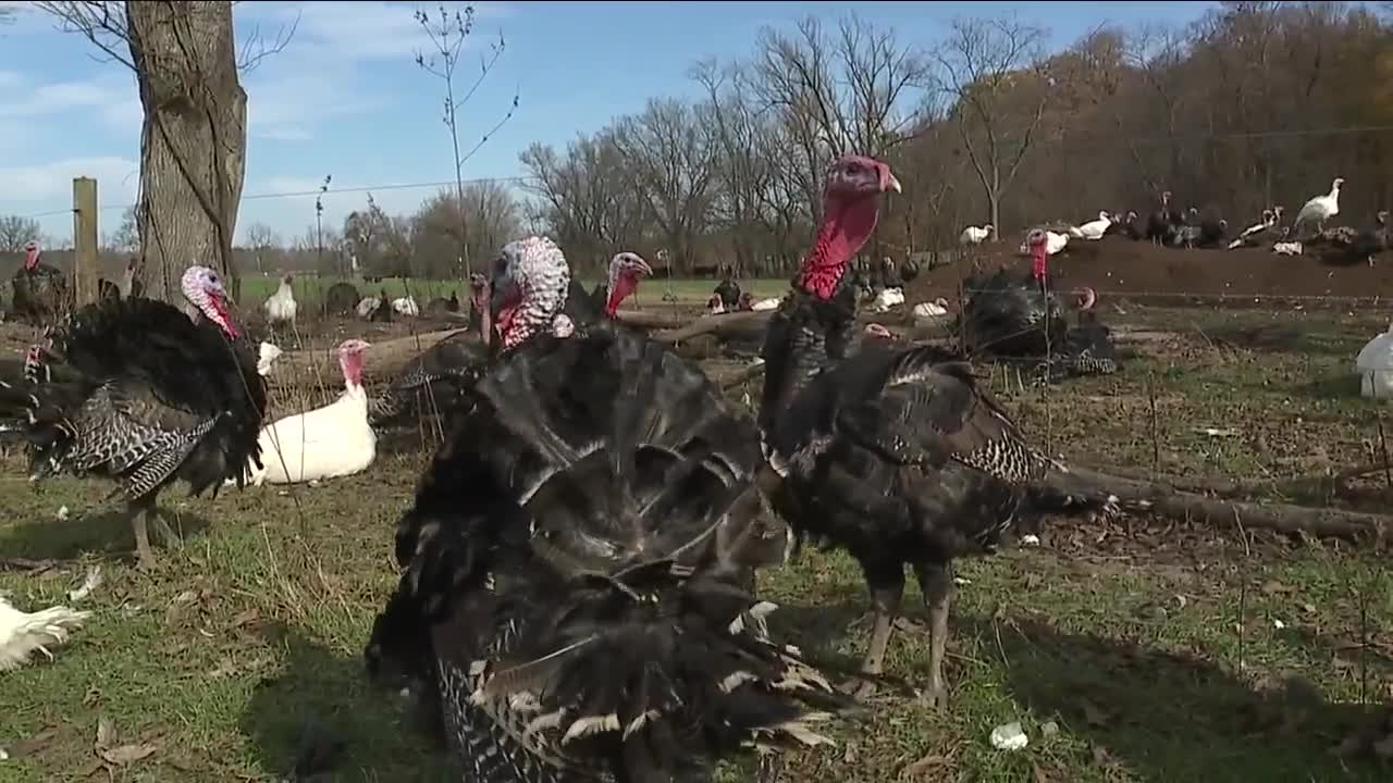 Demand for smaller Thanksgiving turkeys impacts bottom line for some local farmers