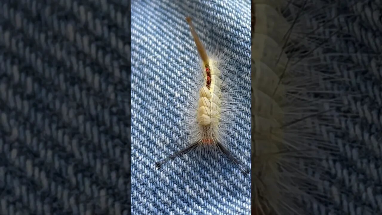 Just a cool caterpillar #blessed #familyfarm #farmlife #homesteading #cherokee #nature #caterpillar