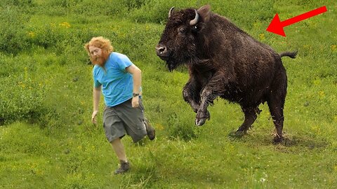 Buffalo can FLY!!