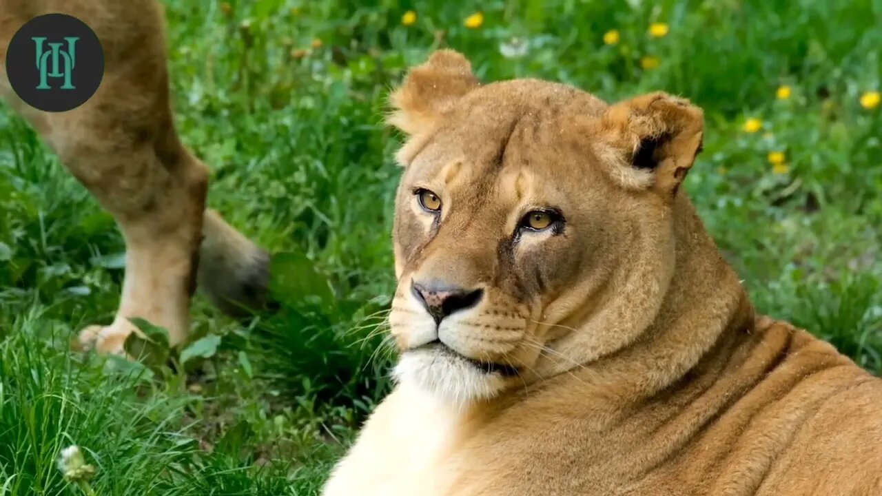 20 Interesting Lion Facts About the King of the Jungle