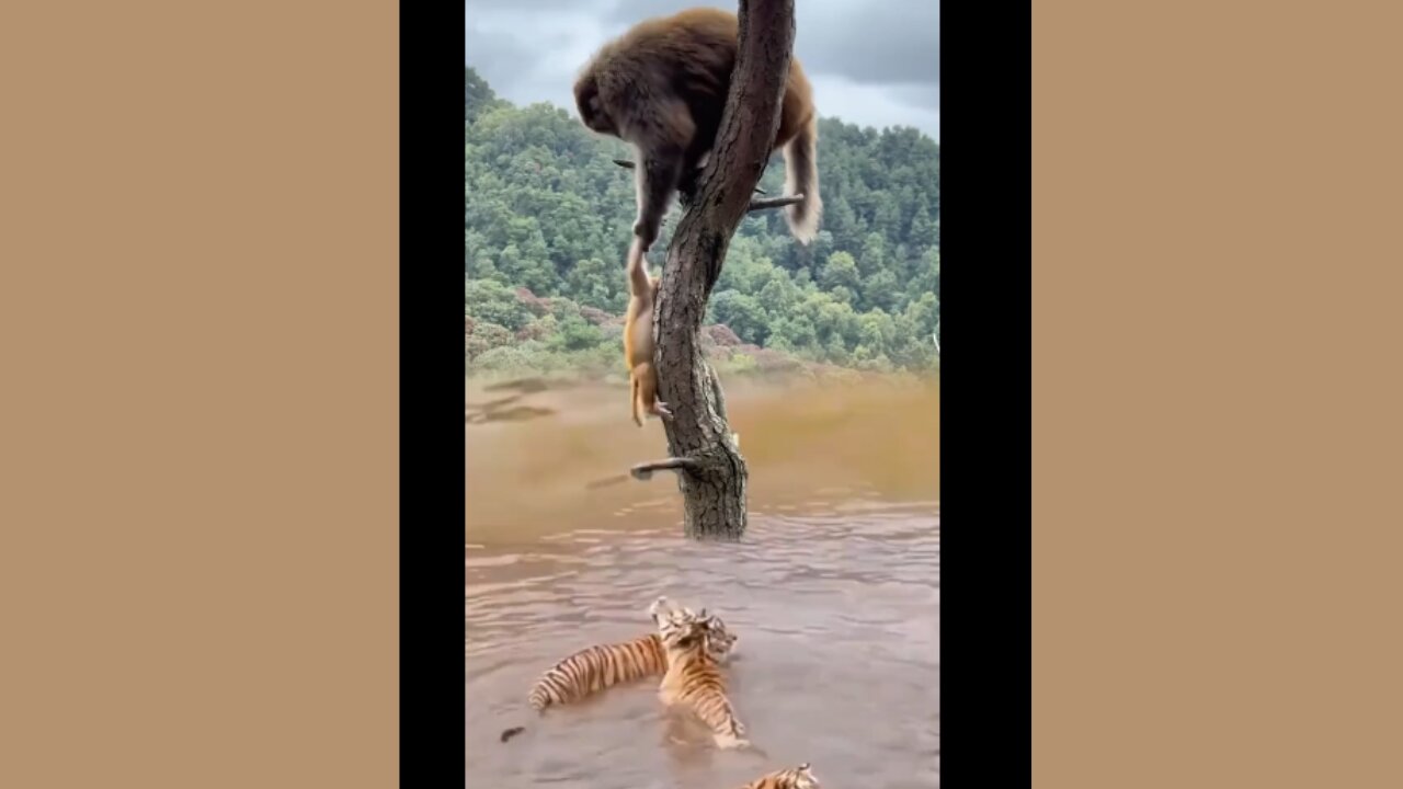 Mother protects her child from tigers