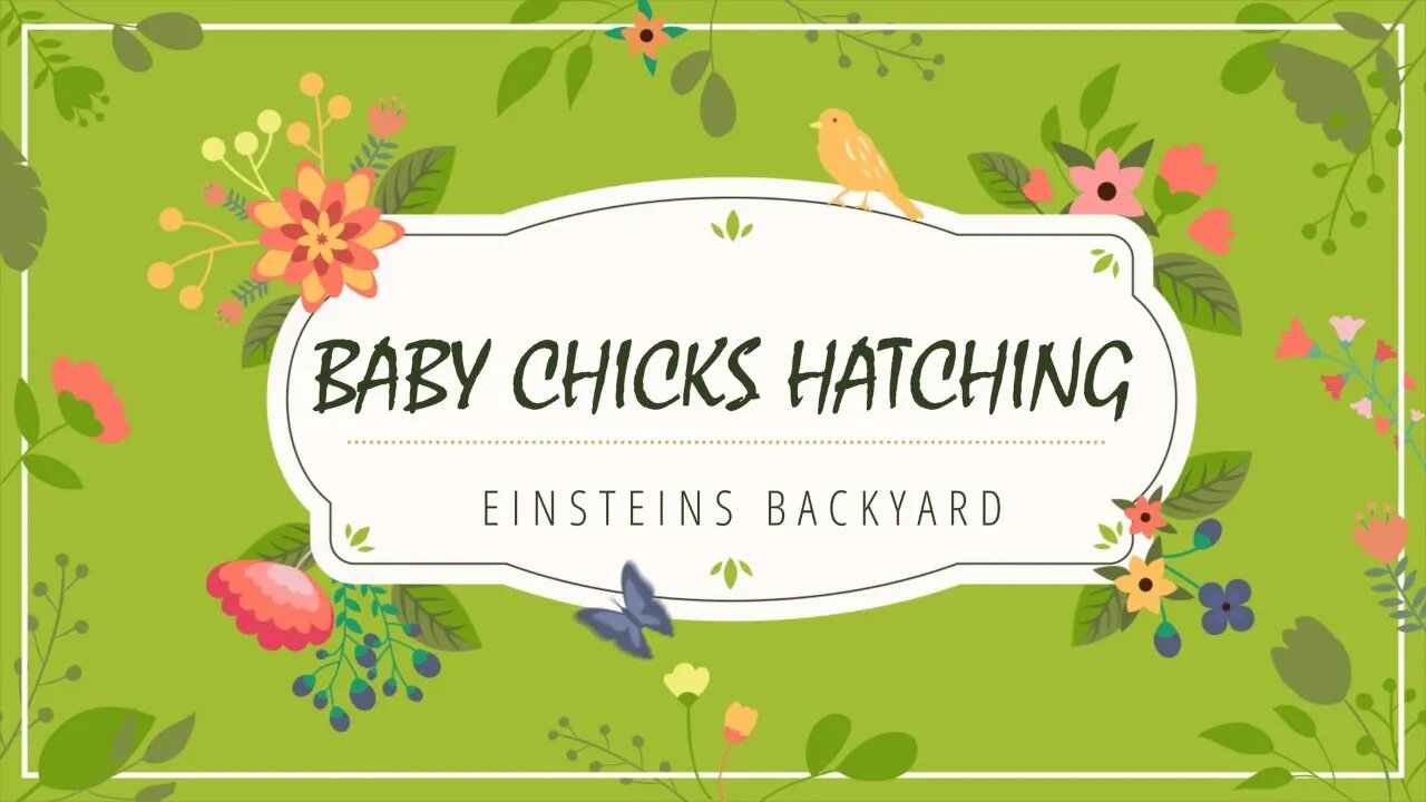 WATCH BABY CHICKENS HATCH!!! #einsteinsbackyard #hatch #eggshatching #chickens #hens #arizona #pets