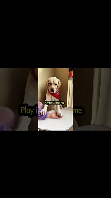 My dogs are so smart!