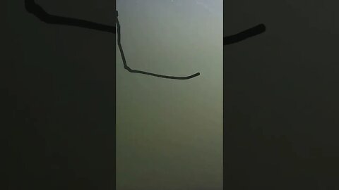 first fish new underwater drone