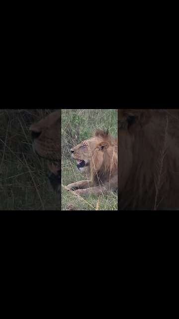 Maasai Mara Sightings Today 07/03/23 (Lions, Leopard, etc) | Zebra Plains | #shorts #shortsafrica