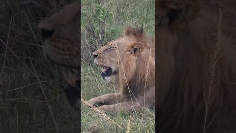 Maasai Mara Sightings Today 07/03/23 (Lions, Leopard, etc) | Zebra Plains | #shorts #shortsafrica