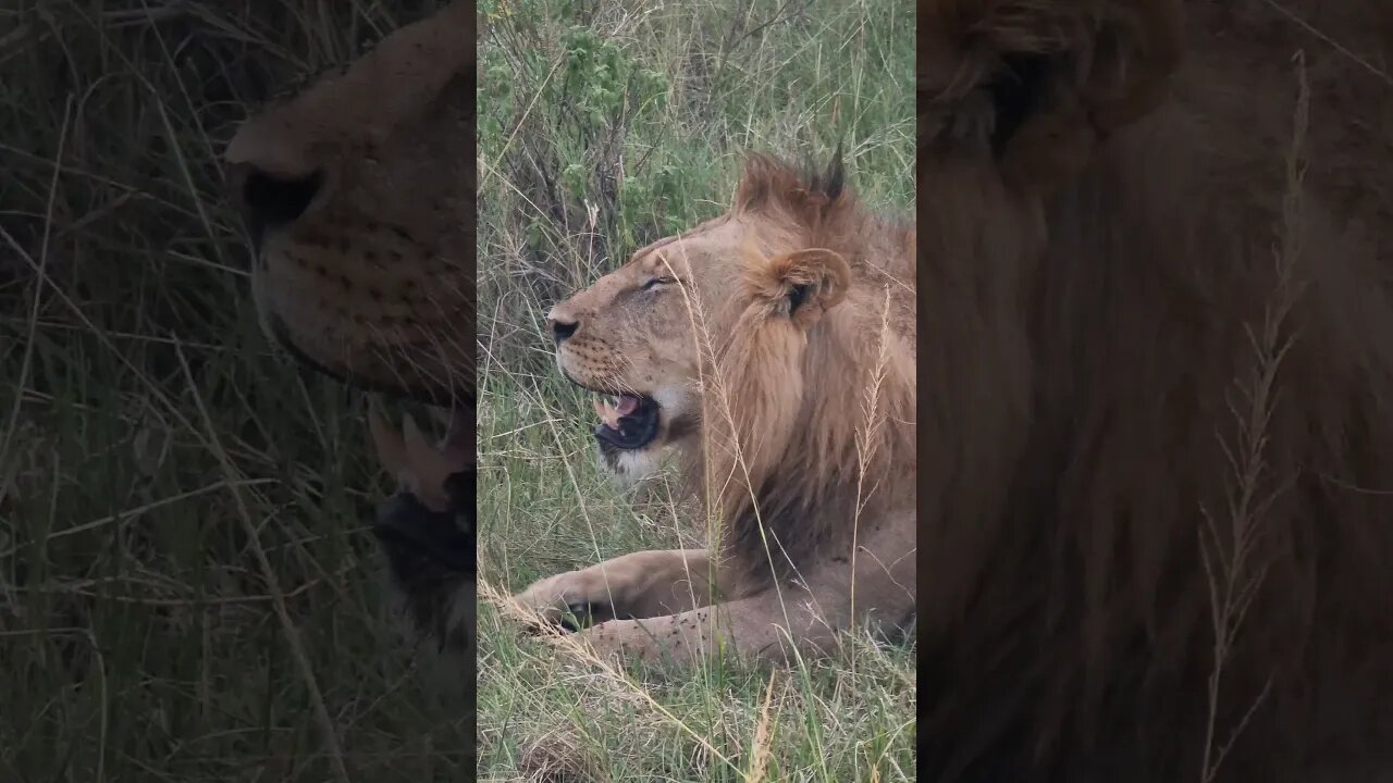 Maasai Mara Sightings Today 07/03/23 (Lions, Leopard, etc) | Zebra Plains | #shorts #shortsafrica