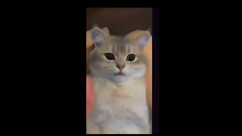 funny cat #lovely #cat afraid of a #fake #knife #love #animal #petanimal #funny