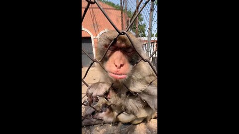 Is this monkey the viral game now?